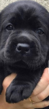 Labrador puppies from Cardiff