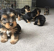 I have yorkie pups for sale at giveaway price. from Pittsburgh