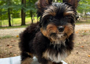 I have yorkie pups for sale at giveaway price... cutes lovely yorkie puppy from Brooklyn