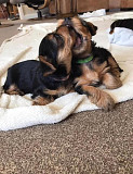 I have yorkie pups for sale at giveaway price... cutes lovely yorkie puppy from Fresno