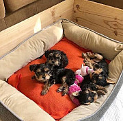 I have yorkie pups for sale at giveaway price... cutes lovely yorkie puppy from Fresno