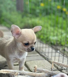 Adorable Chihuahua puppies for rehoming from Miami Beach