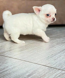 Adorable Chihuahua puppies for rehoming from Miami Beach