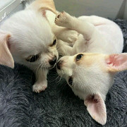 Adorable Chihuahua puppies for rehoming Walsall