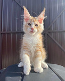 Maine coon kittens for sale Texas City