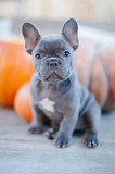 French bulldog puppies Available Tampa