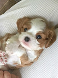Cute puppies available for sale from Denver