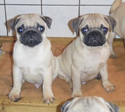 Adorable pug puppies from Providence