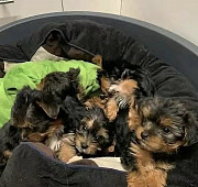 puppies for sale from Denver