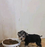 puppies for sale from Denver