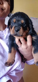 Rottweiler pups for sale Durban