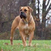 boerboel for sell from Mountain View