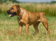 boerboel for sell from Mountain View