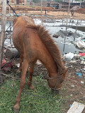 Horse's Dhaka