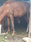 Horse's Dhaka