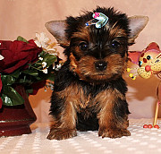 Tea cup yorkie puppies for adoption from Los Angeles
