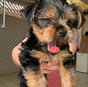 Adorable Yorkie puppies near you from Texas City