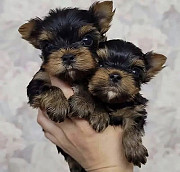 Adorable Yorkie puppies near you from Texas City
