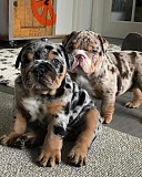 English bulldog puppies for sale Albany