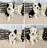 Sheepadoodle puppies for sale. from Sacramento