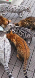 Amazing Bengal cats from New Plymouth