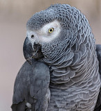 Amazing Parrots African grey from Kandy
