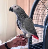 Amazing Parrots African grey from Kandy