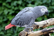 African grey parrots from Abu Dhabi