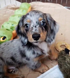 Dachshund puppies ready for adoption from Pensacola