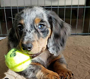 Dachshund puppies ready for adoption from Pensacola