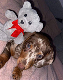 Dachshund puppies for adoption 1 from Florence