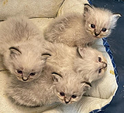 Home raised Birman kittens for adoption Madison