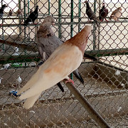 Pigeons for sale Abu Dhabi