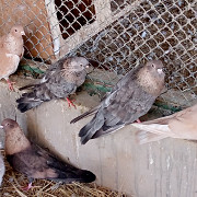 Pigeons for sale Abu Dhabi
