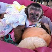 Cute and lovely babies Capuchin monkeys ready for rehoming. from Albany