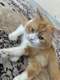 Cat for sale Sharjah