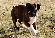 Boxer puppies for adoption and rehoming from Denver
