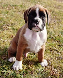Boxer puppies for adoption and rehoming from Denver