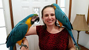 Baby Macaws birds for your home from Muscat