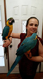Baby Macaws birds for your home from Muscat