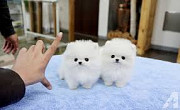 Pomeranian puppies for your home Muscat