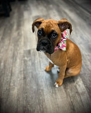 Beautiful Boxer Puppies Denver