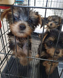 Yorkie puppies from Harrisburg