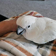 White Cockatoo parrots for sale from Olympia
