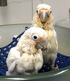 White Cockatoo parrots for sale from Olympia