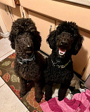 TOY POODLE PUPPIES from Pensacola
