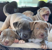 Pit bull puppies for adoption Augusta