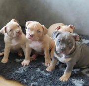 Pit bull puppies for adoption Olympia