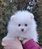 male and female pomeranian puppies Harrisburg