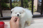 Gorgeous pomeranian puppies Augusta